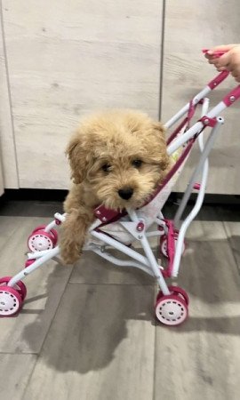 Máltai+uszkár=Maltipoo havanese bichon