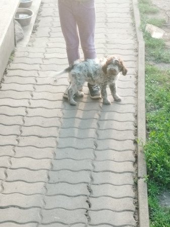 Lagotto