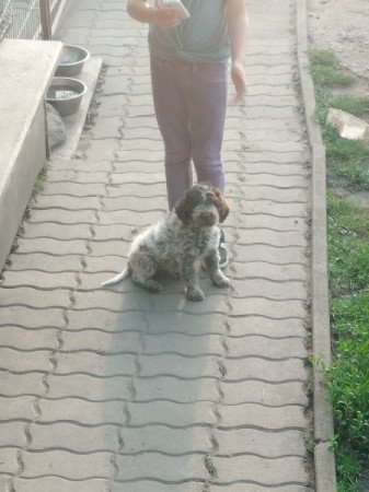 Lagotto