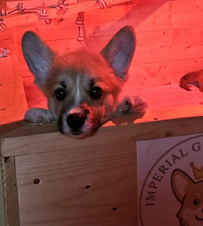 Pembroke Welsh Corgi kislány