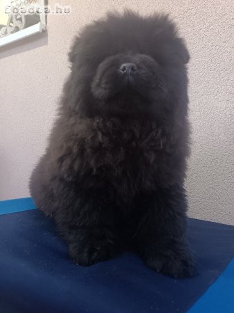 Csau csau Chow Chow