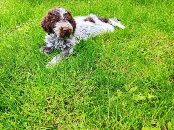 Lagotto