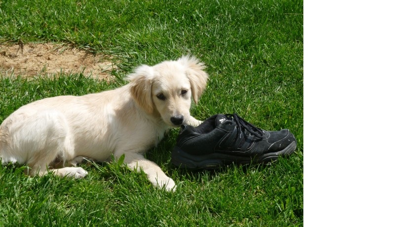 Miért rombol a kutya?