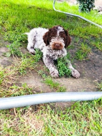 Lagotto