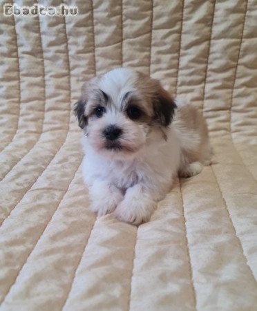 Bichon Havanese