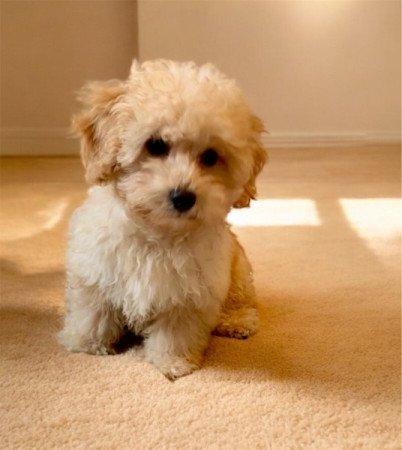Maltipoo