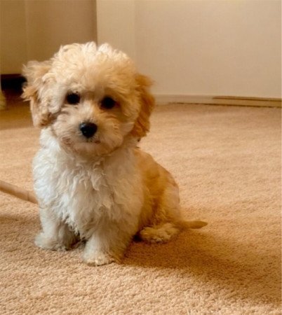 Maltipoo