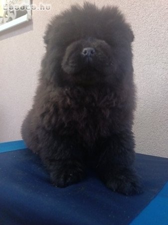 Törzskönyves Csau csau Chow Chow kiskutya elérhető