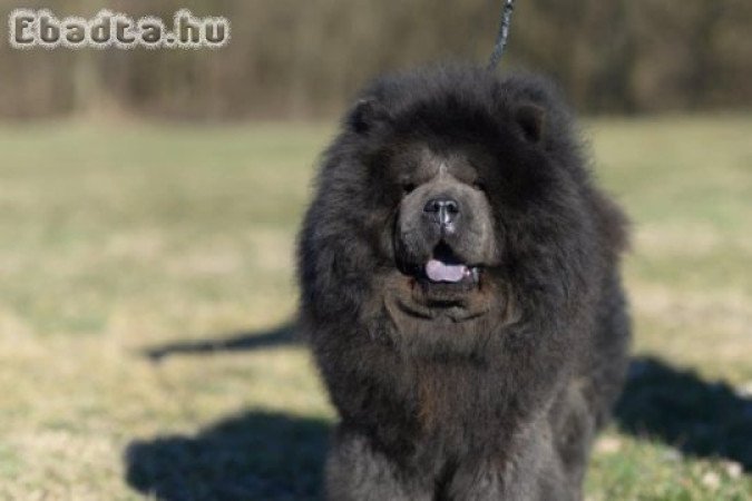 Törzskönyves Csau csau Chow Chow kiskutya elérhető