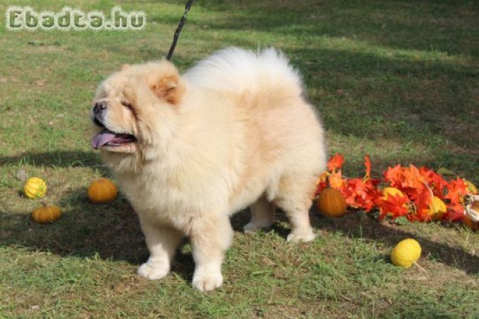 Törzskönyves Csau csau Chow Chow kiskutya elérhető