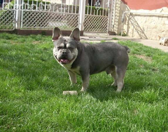 Lila & Tan Mascles színű Francia bulldog kan
