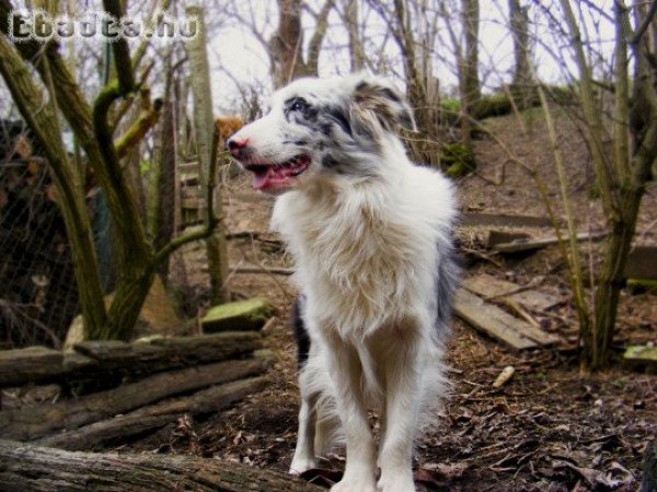 Merle border collie