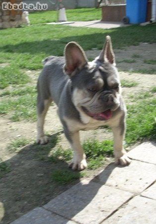 Lila & Tan Mascles színű Francia bulldog kan