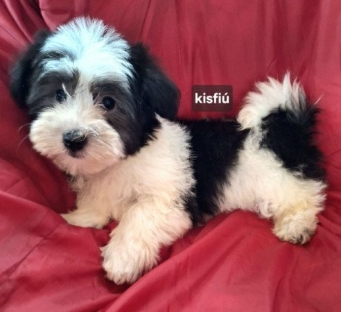 Bichon havanese