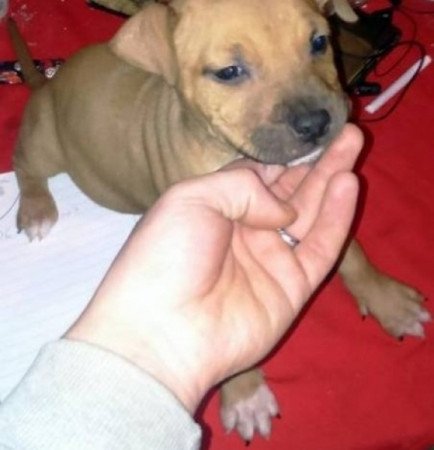 Staffordshire terrier