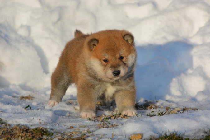 Shiba Inu, minőségi macis kölykök