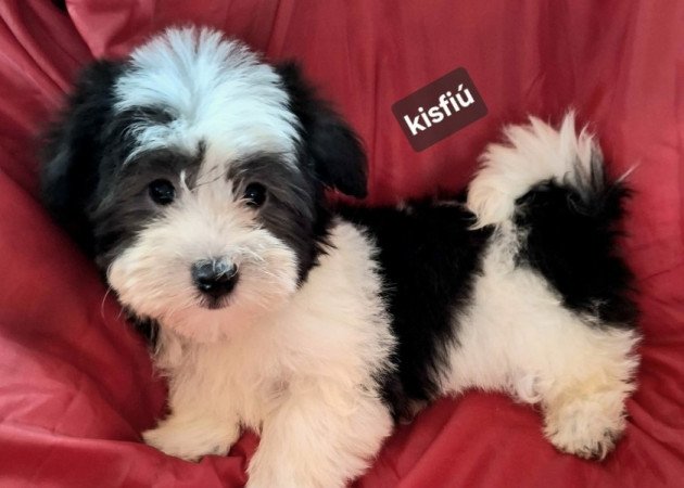 Bichon havanese