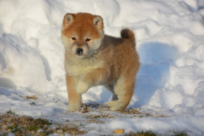 Shiba Inu fajta tiszta, minőségi macis kölykök!