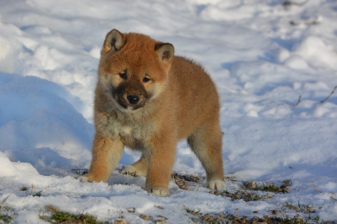 Shiba Inu fajta tiszta, minőségi macis kölykök!