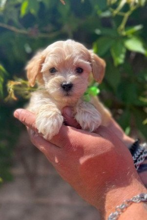 Máltai+uszkár=Maltipoo havanese bichon