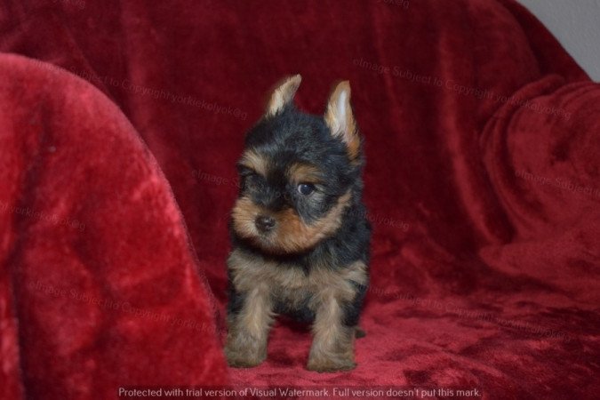 Yorkshire terrier