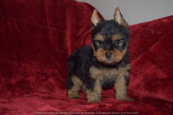 Yorkshire terrier