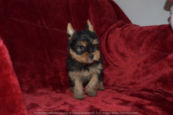 Yorkshire terrier