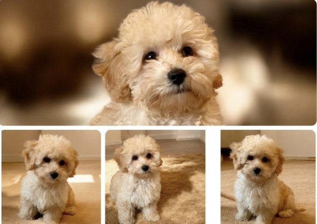 Maltipoo