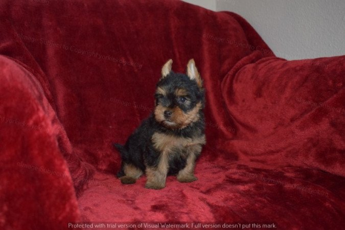 Yorkshire terrier