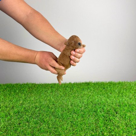 Törzskönyves Törpe uszkár kiskutya