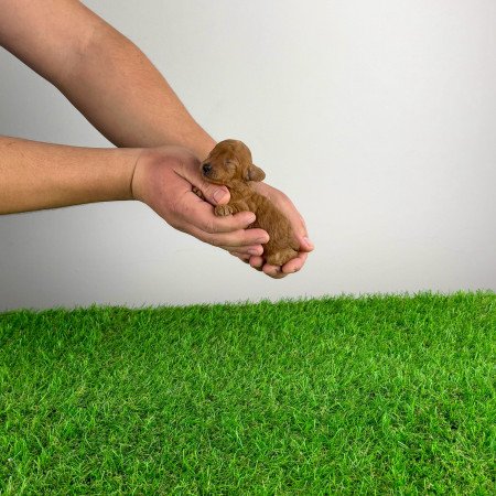 Törzskönyves Toy uszkár kiskutya