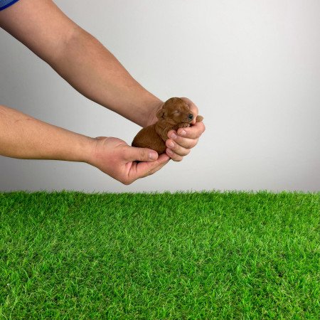 Törzskönyves Toy uszkár kiskutya