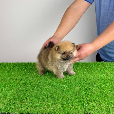 Törzskönyves Pomerániai törpespitz Pomi kiskutya