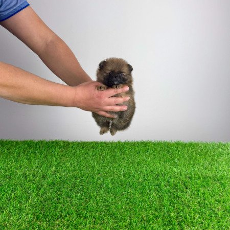 Törzskönyves Pomerániai törpespitz Pomi kiskutya