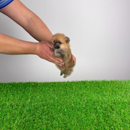 Törzskönyves Pomerániai törpespitz Pomi kiskutya