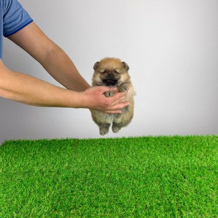 Törzskönyves Pomerániai törpespitz Pomi kiskutya