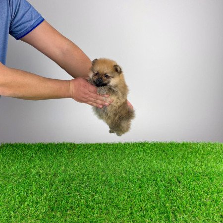 Törzskönyves Pomerániai törpespitz Pomi kiskutya