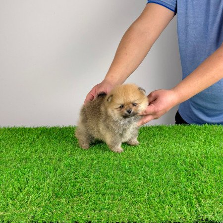 Törzskönyves Pomerániai törpespitz Pomi kiskutya