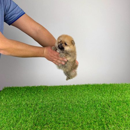 Törzskönyves Pomerániai törpespitz Pomi kiskutya