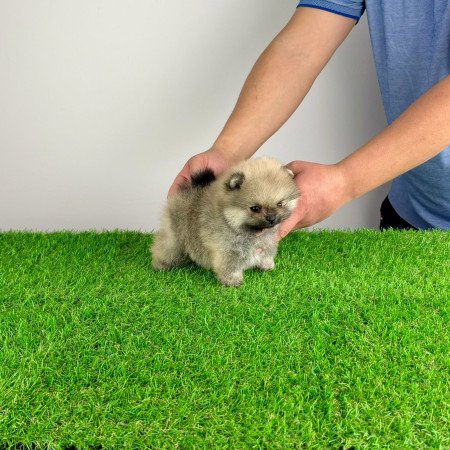 Törzskönyves Pomerániai törpespitz Pomi kiskutya