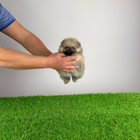 Törzskönyves Pomerániai törpespitz Pomi kiskutya