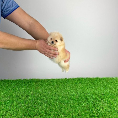 Törzskönyves cream Pomerániai törpespitz Pomi kiskutya