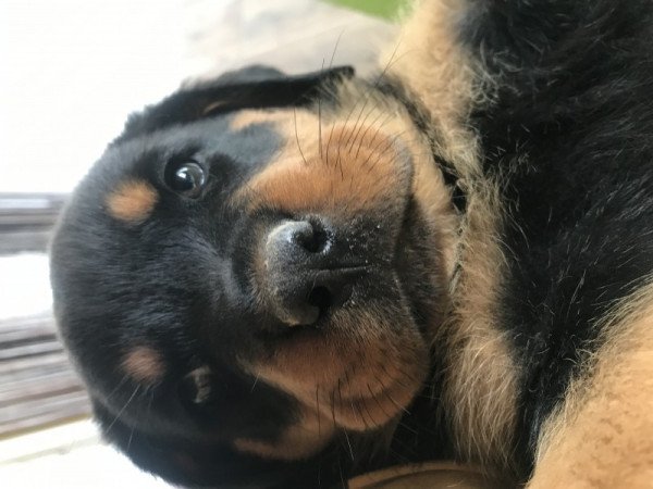 Rottweiler