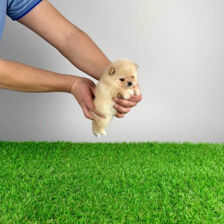 Törzskönyves cream Pomerániai törpespitz Pomi kiskutya