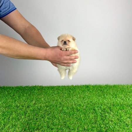 Törzskönyves cream Pomerániai törpespitz Pomi kiskutya