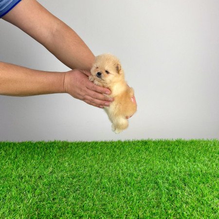 Törzskönyves cream Pomerániai törpespitz Pomi kiskutya