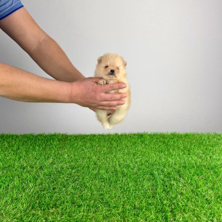 Törzskönyves cream Pomerániai törpespitz Pomi kiskutya