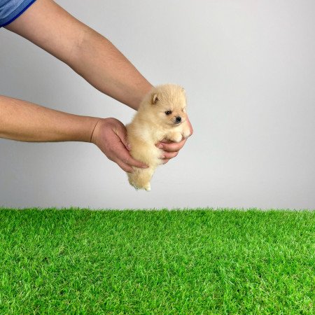 Törzskönyves cream Pomerániai törpespitz Pomi kiskutya