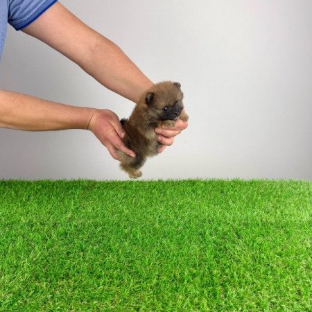 Pomerániai törpespitz