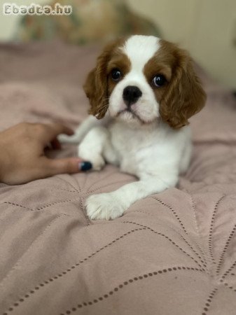 Cavalier King Charles Spániel